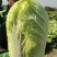玲珑黄大白菜