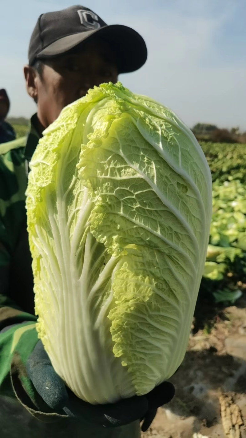 玲珑黄大白菜