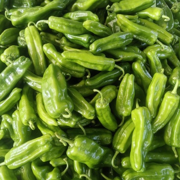 厚皮青泡椒