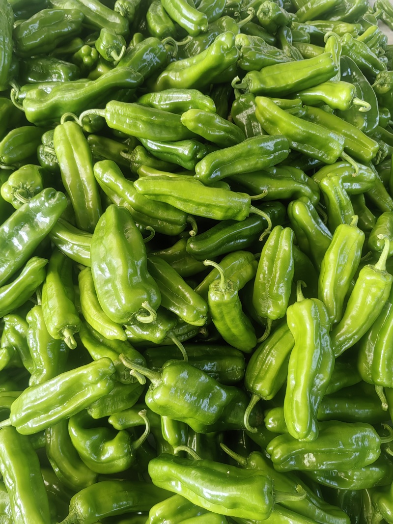 厚皮青泡椒