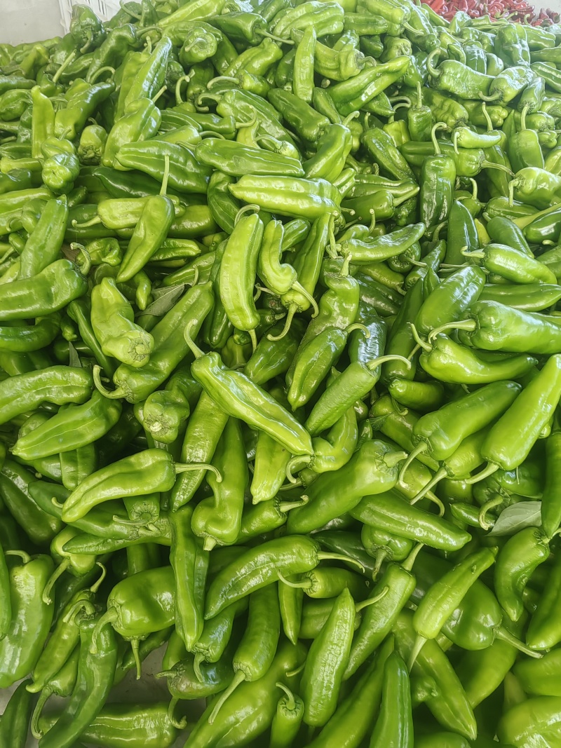 厚皮青泡椒