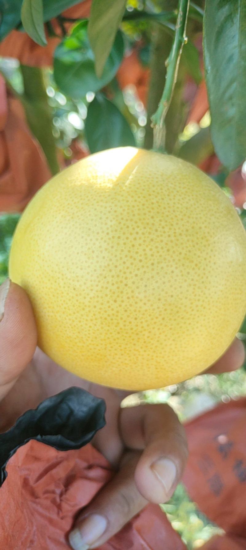 黄金葡萄柚大量上市