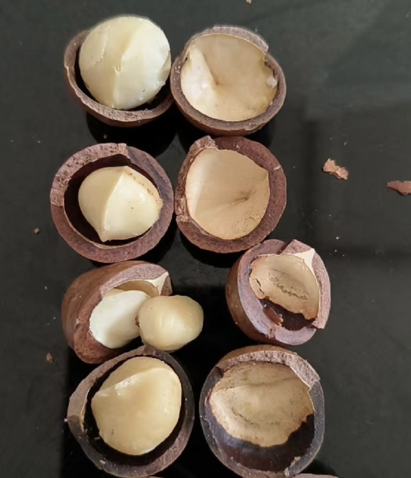 夏威夷果有量有价坏果率低大量现货