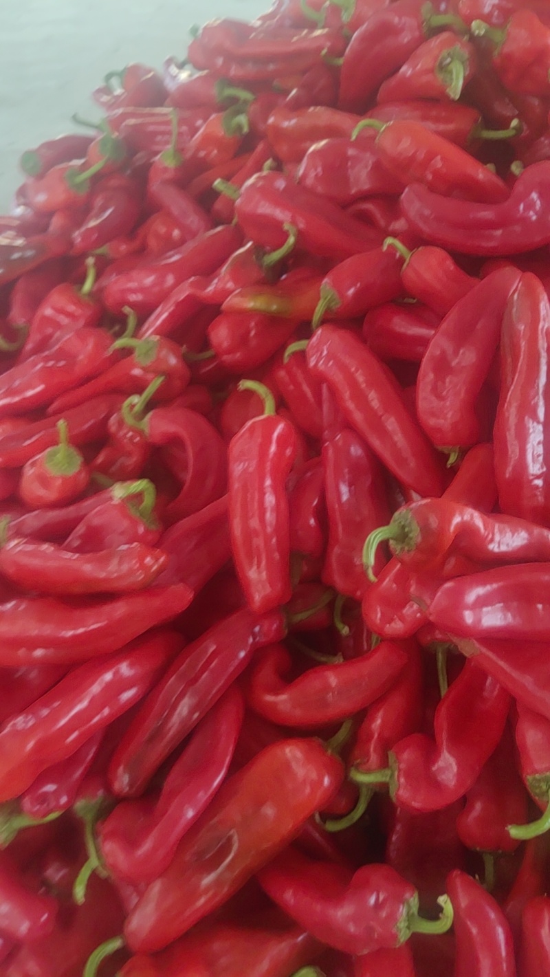 厚皮红泡椒