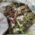 云南翻白草货量有限，需要赶快，卖完下架