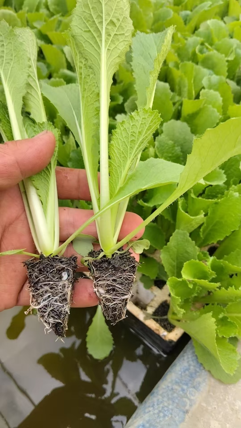 精品绍菜苗，优质绍菜苗