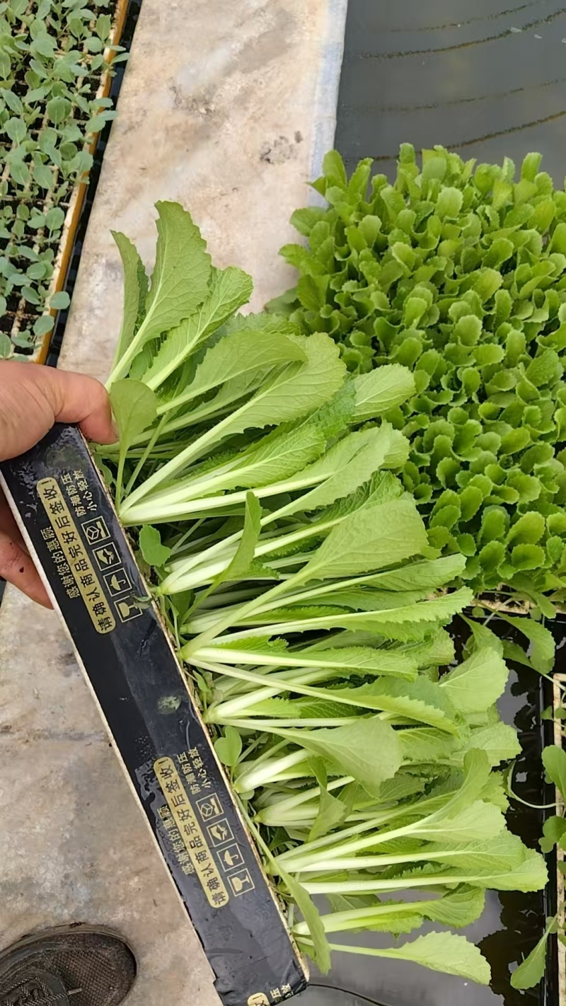 精品绍菜苗，优质绍菜苗