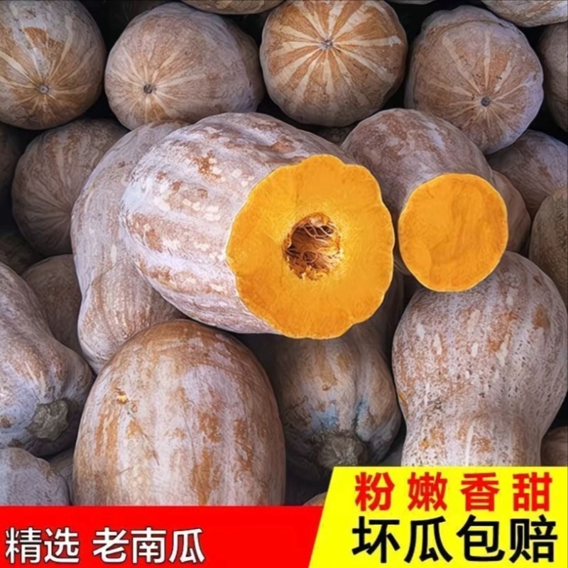 蜜本南瓜/湖南湘西本地蜜本南瓜/软糯香甜/大量有货