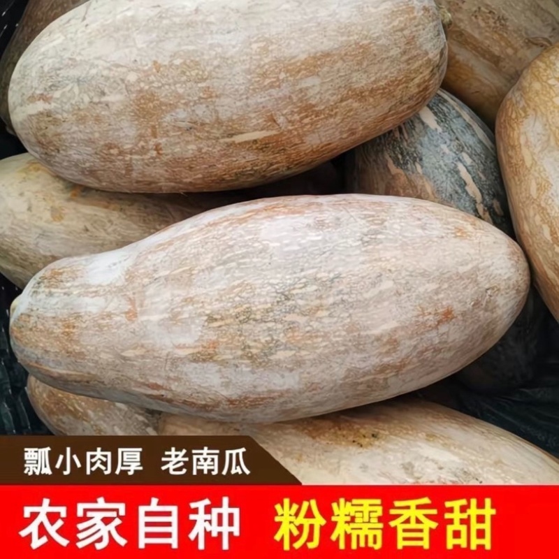 蜜本南瓜/湖南湘西本地蜜本南瓜/软糯香甜/大量有货