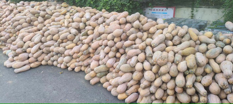 蜜本南瓜/湖南湘西本地蜜本南瓜/软糯香甜/大量有货