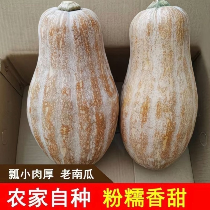 蜜本南瓜/湖南湘西本地蜜本南瓜/软糯香甜/大量有货