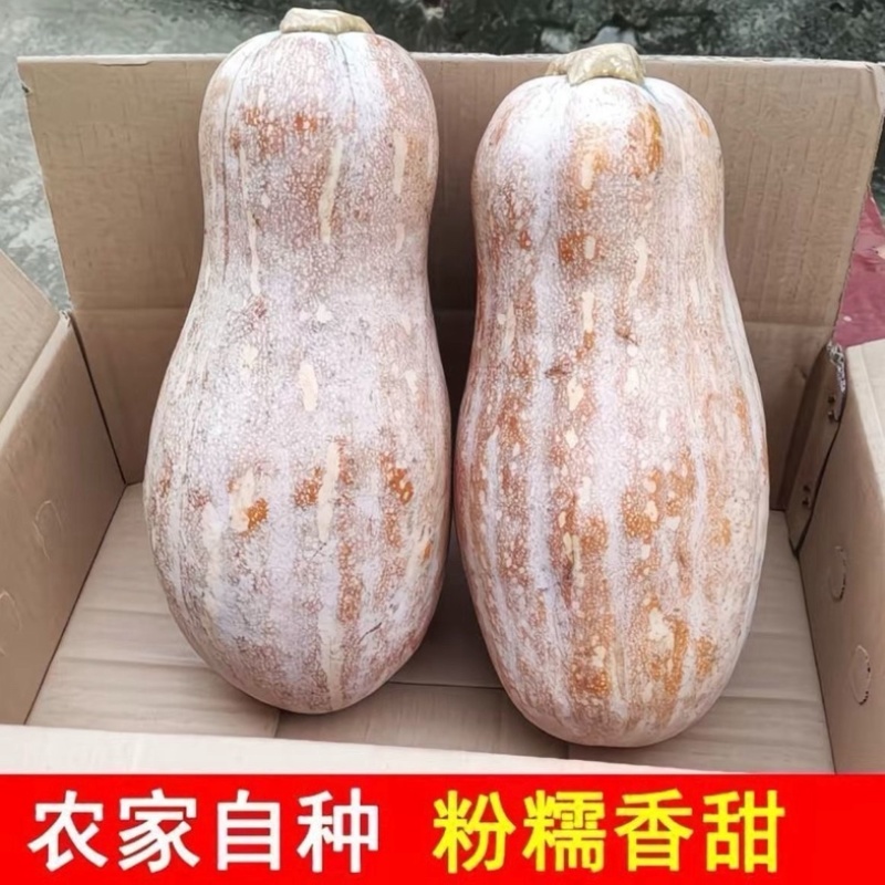 蜜本南瓜/湖南湘西本地蜜本南瓜/软糯香甜/大量有货