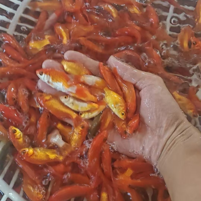 锦鲤大量有货产地址发货源充足品质保障价格实惠