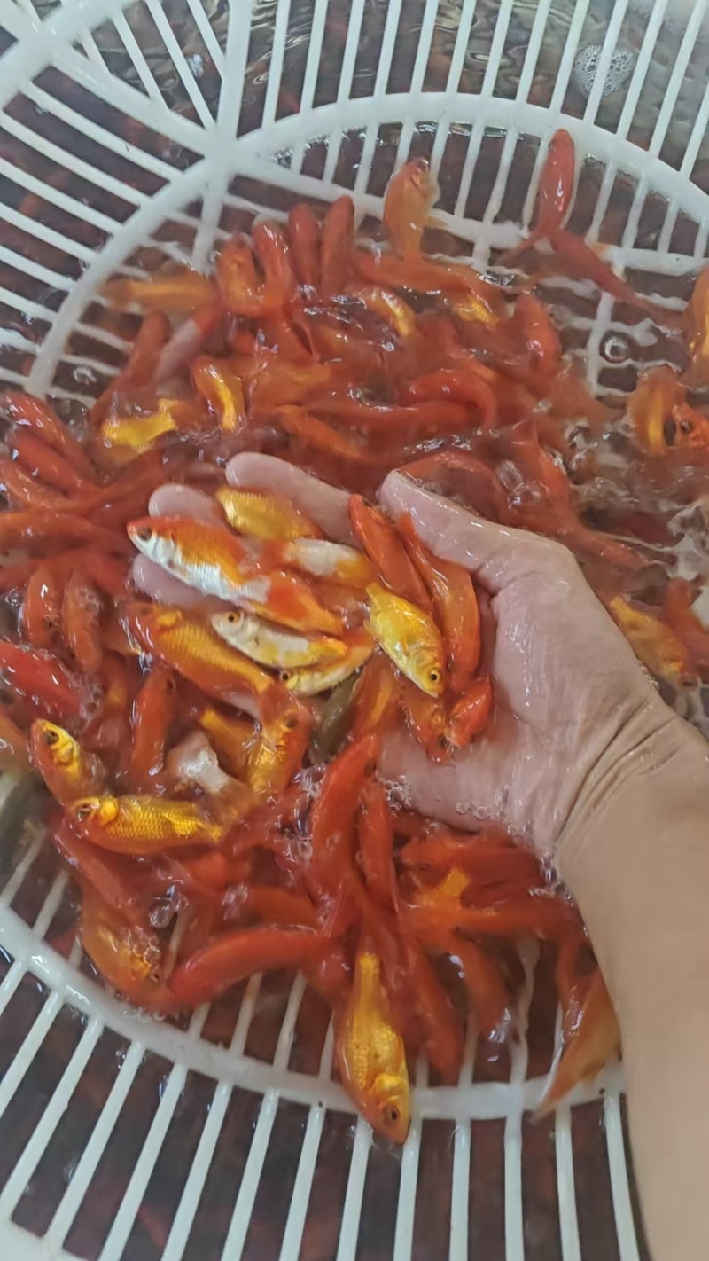 锦鲤大量有货产地址发货源充足品质保障价格实惠