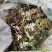 云南翻白草货量有限，需要赶快，卖完下架