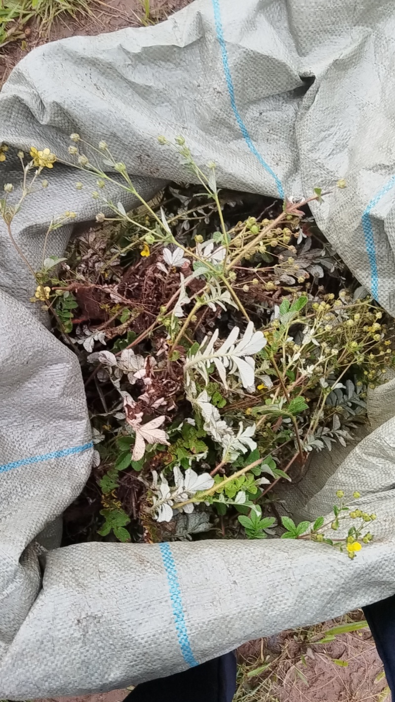 云南翻白草货量有限，需要赶快，卖完下架