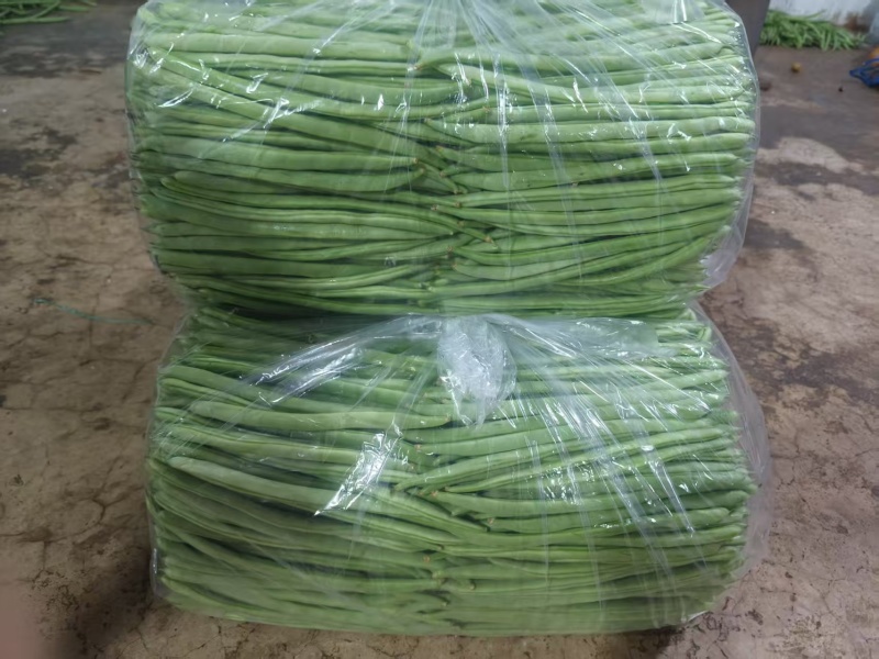 精品四季豆，四季豆小金豆大量供应，产地直发，量大