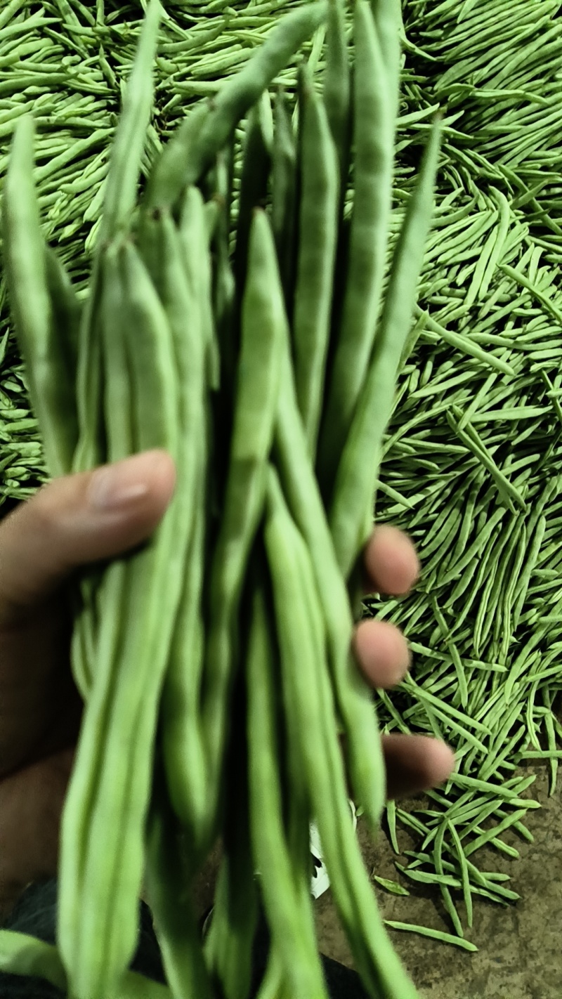 精品四季豆，四季豆小金豆大量供应，产地直发，量大