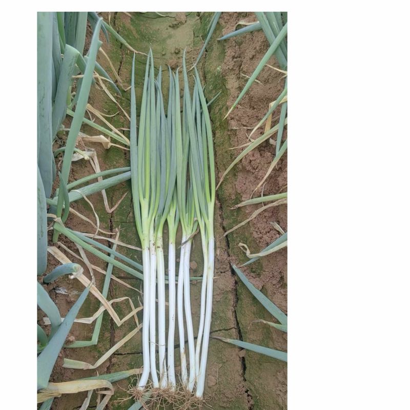 铁杆大葱30~40cm毛葱2cm左右