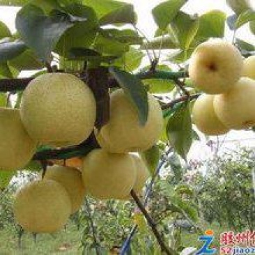 黄金梨