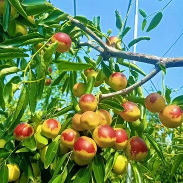 山东滨州冬枣