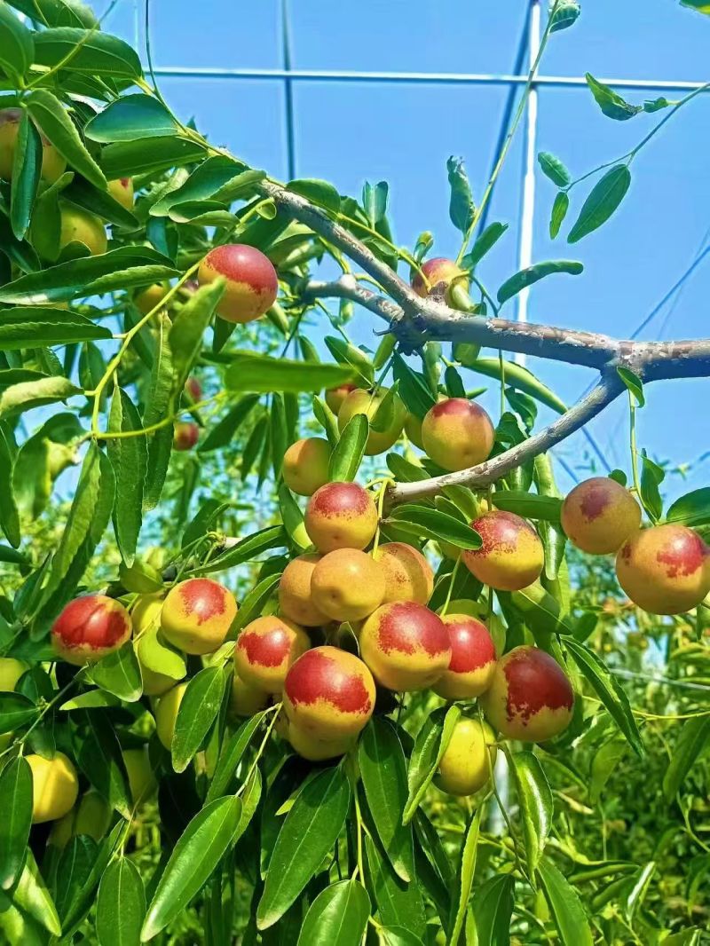 山东滨州冬枣