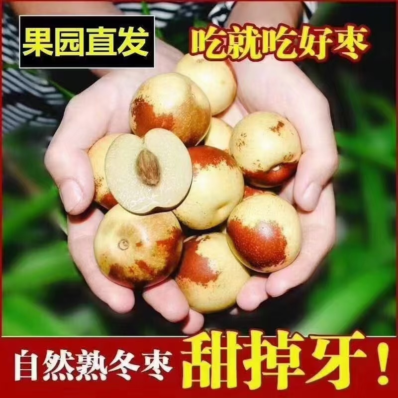 山东滨州冬枣