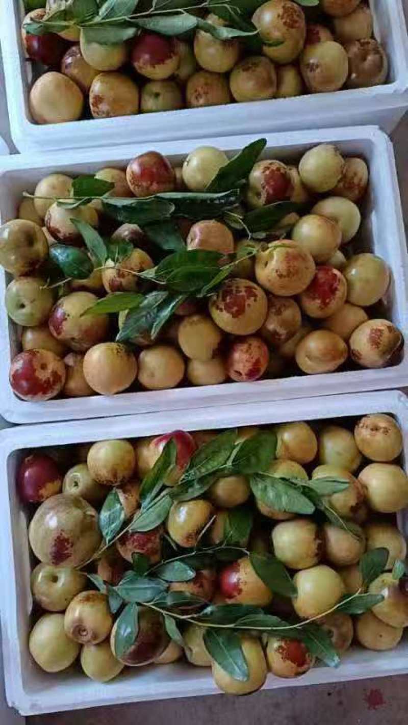 山东滨州冬枣