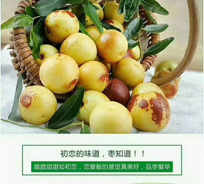 山东滨州冬枣