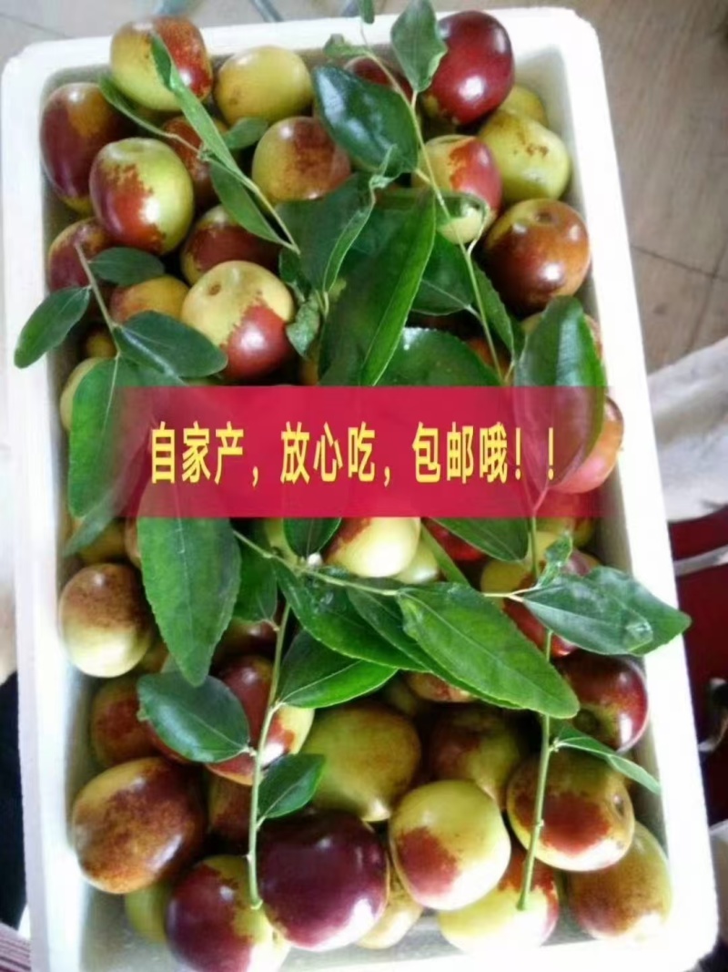 山东滨州冬枣