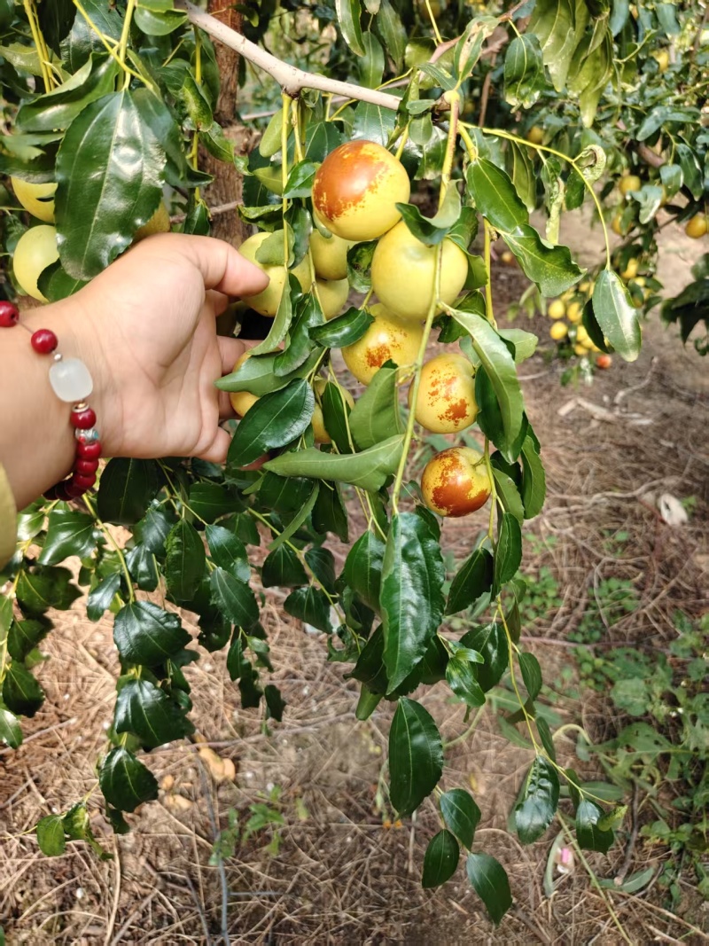 山东滨州冬枣