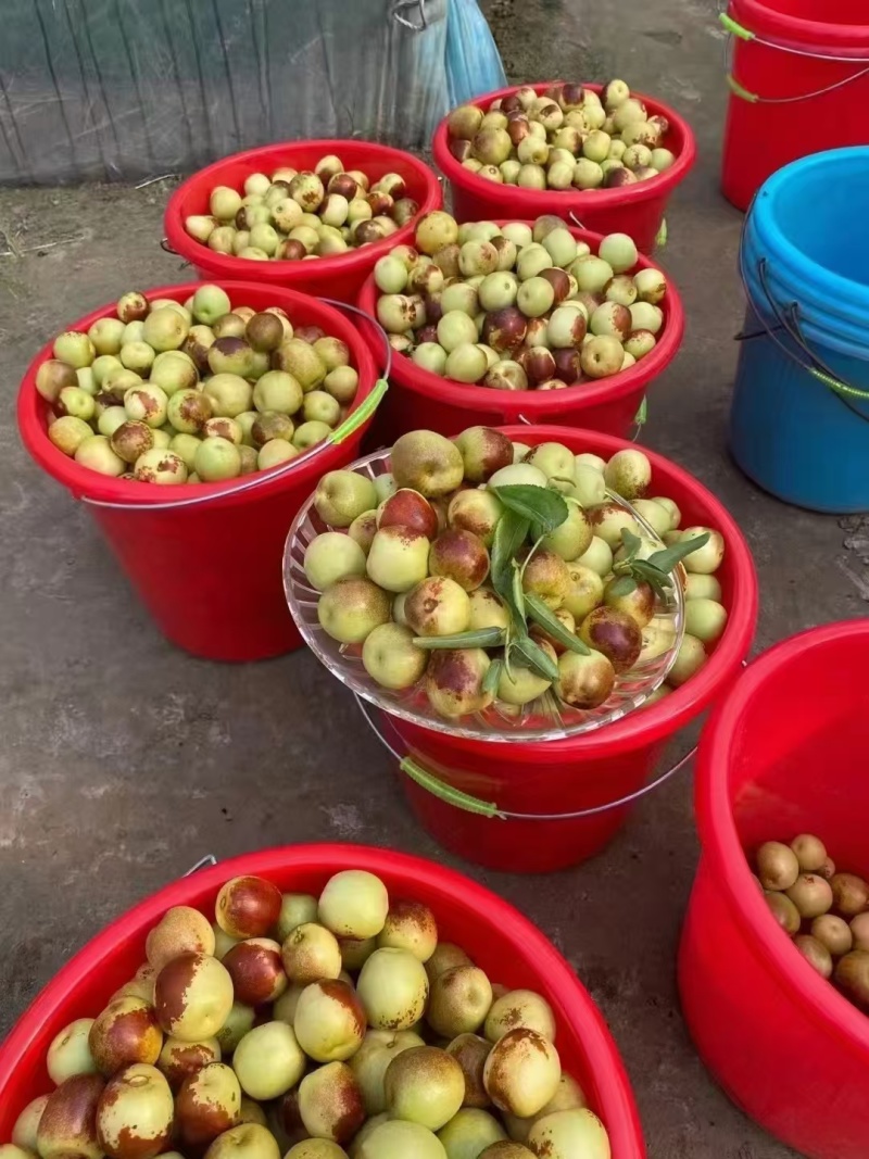 山东滨州冬枣