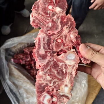 多肉羊蝎子
