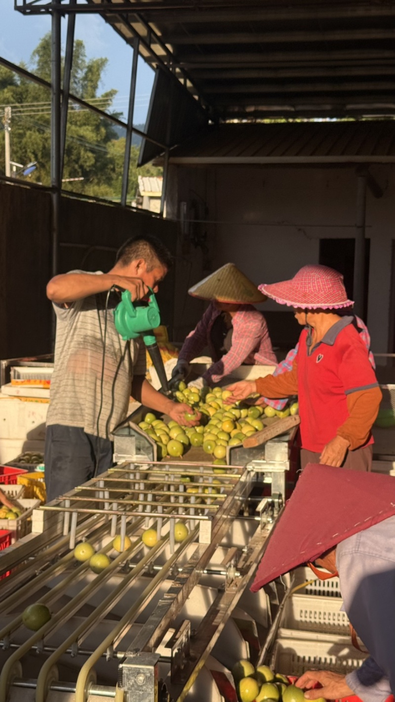 钦蜜9号黄金百香果