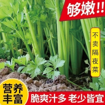 东北大芹菜/地头发货/大叶芹菜/大量现货/不隔夜