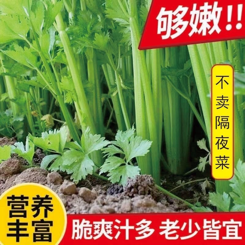东北大芹菜/地头发货/大叶芹菜/大量现货/不隔夜