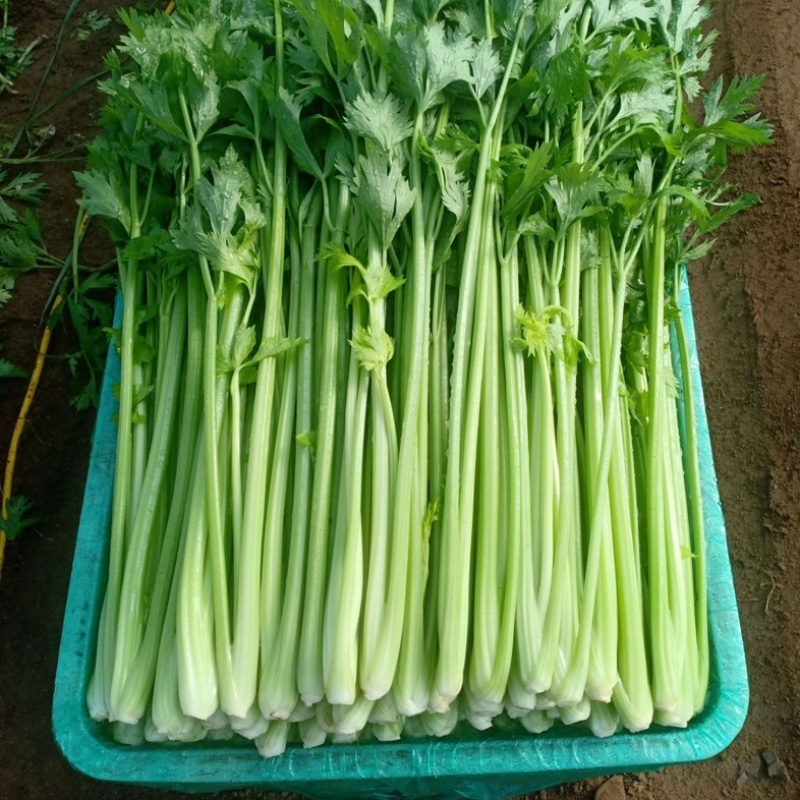 东北大芹菜/地头发货/大叶芹菜/大量现货/不隔夜