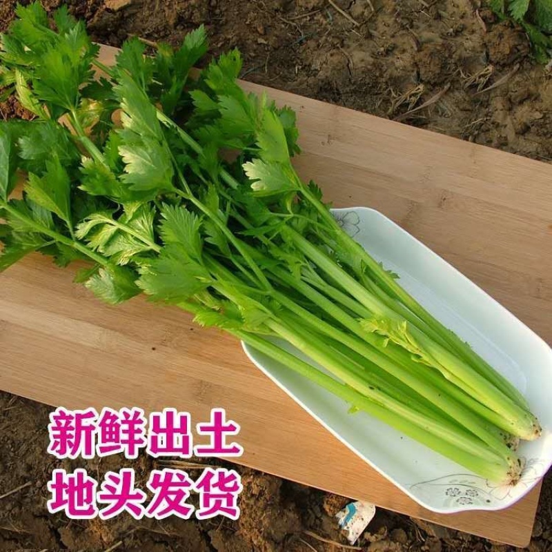 东北大芹菜/地头发货/大叶芹菜/大量现货/不隔夜