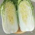 娃娃菜