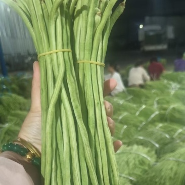 豇豆云南反季节豆角开始上市价格优惠欢迎老板联系