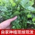 东北大叶香菜/黑龙江齐齐哈尔本地香菜/当天采摘/地头发