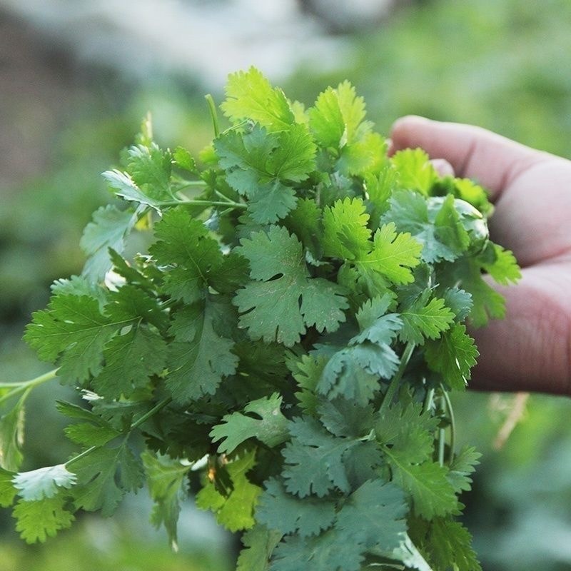 东北大叶香菜/黑龙江齐齐哈尔本地香菜/当天采摘/地头发