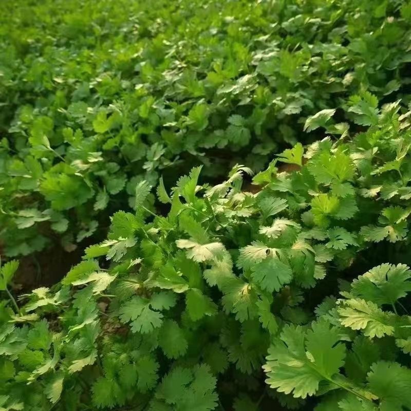 东北大叶香菜/黑龙江齐齐哈尔本地香菜/当天采摘/地头发