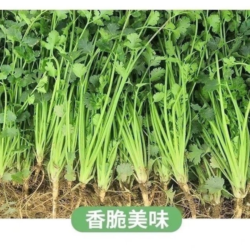 东北大叶香菜/黑龙江齐齐哈尔本地香菜/当天采摘/地头发