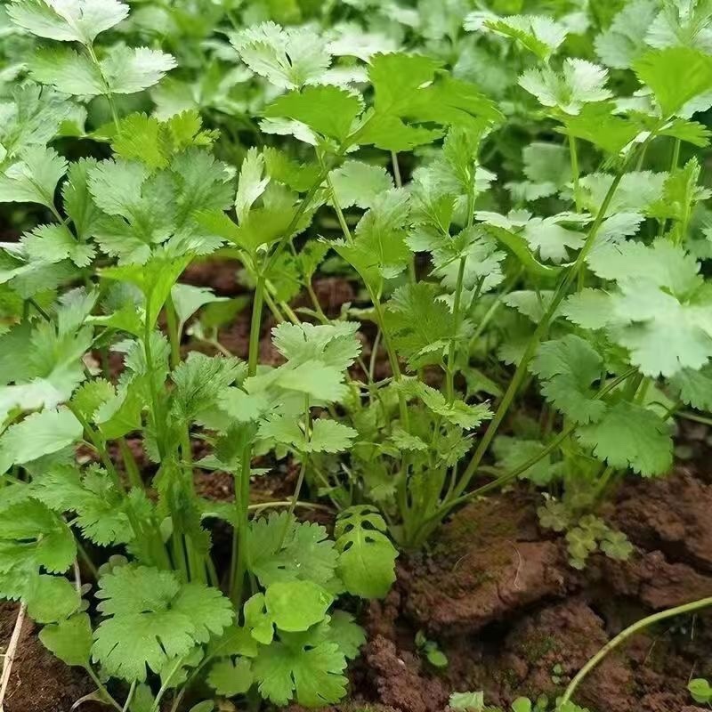 东北大叶香菜/黑龙江齐齐哈尔本地香菜/当天采摘/地头发