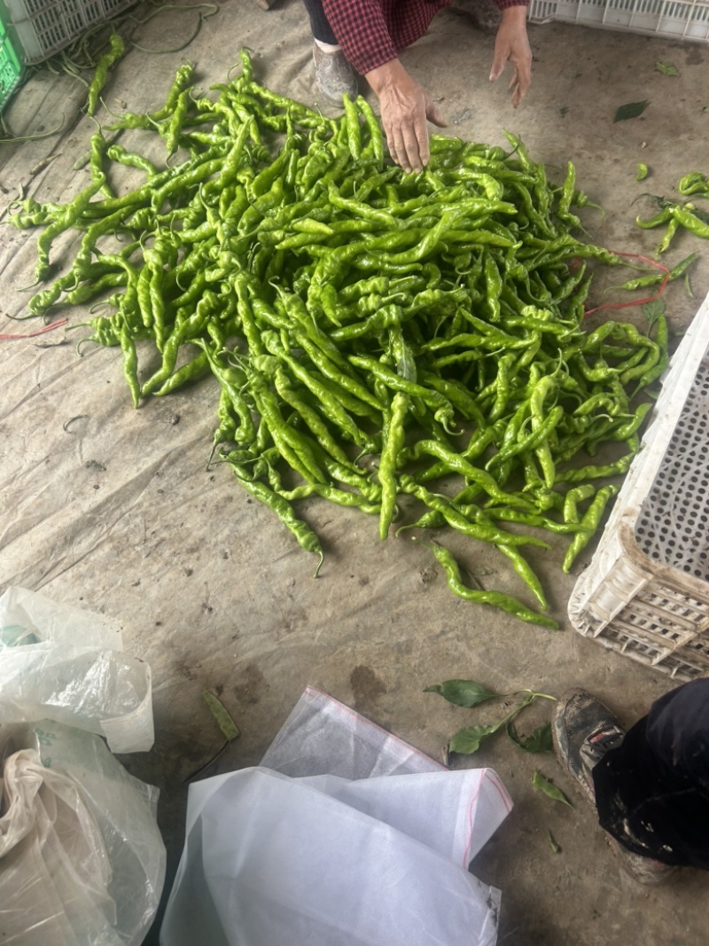 尖椒大量上市，需要的可以联系了。