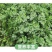 东北大叶香菜/黑龙江齐齐哈尔本地香菜/当天采摘/地头发