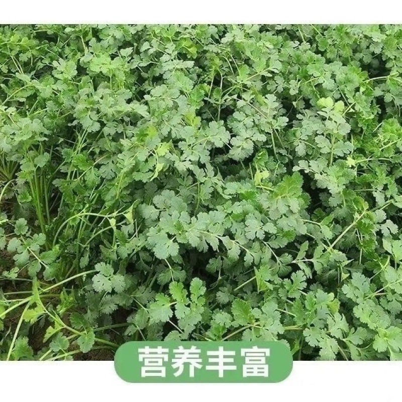 东北大叶香菜/黑龙江齐齐哈尔本地香菜/当天采摘/地头发