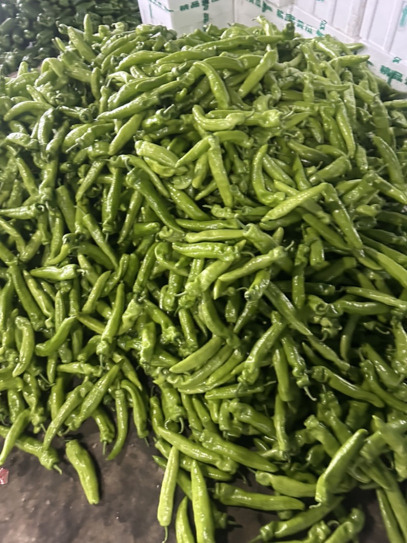 尖椒大量上市，需要的可以联系了。