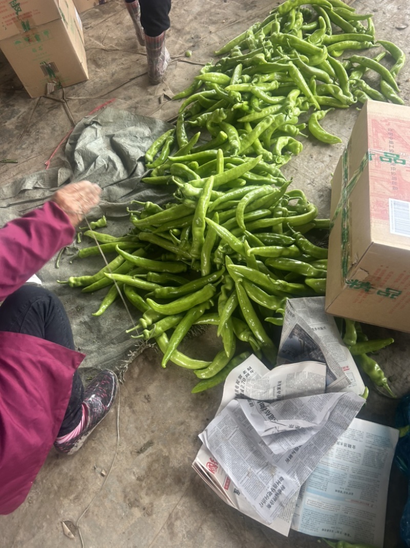 尖椒大量上市，需要的可以联系了。